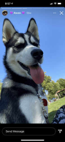 Siberian Husky looking for loving home