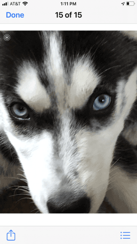 Siberian husky for sale