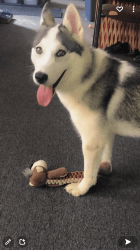Siberian Husky Puppies for sale in Philadelphia, PA, USA. price: $999