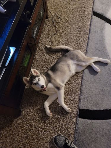 5 month old Siberian Husky