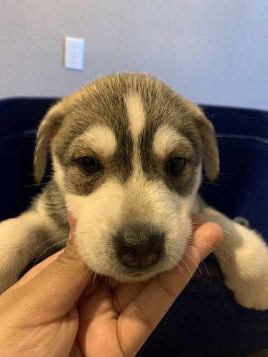 Siberian Husky Puppies for sale in Phoenix, AZ, USA. price: $320
