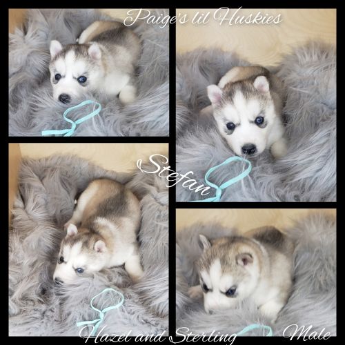 Siberian Huskies