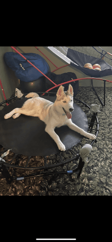 Siberian Husky