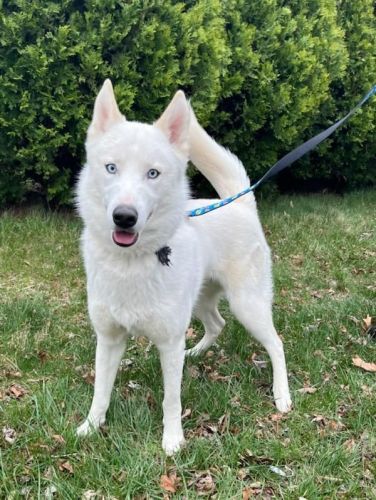 1 Year Old (Today) Pure Bred Intact White Siberian Husky