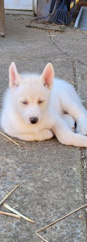 Siberian Husky Puppies for sale in Nashville, TN, USA. price: $700