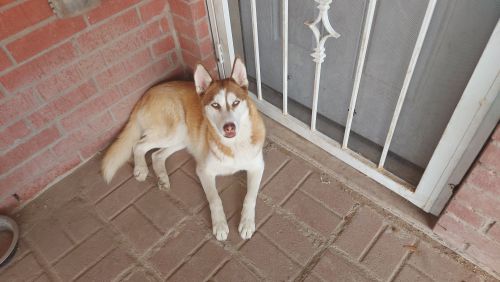 Siberian Husky
