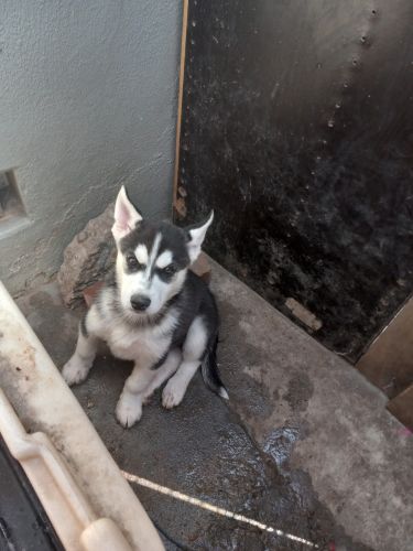 Siberian Husky Puppies for sale in Pomona, CA, USA. price: $300