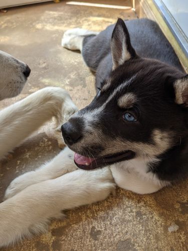 AKC Agouti Male Siberian Husky Puppy