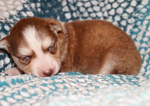 Siberian Husky Puppies for sale in New York, NY, USA. price: $2,000