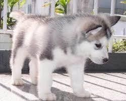 Siberian Husky Puppies for sale in Atlanta, GA, USA. price: $500