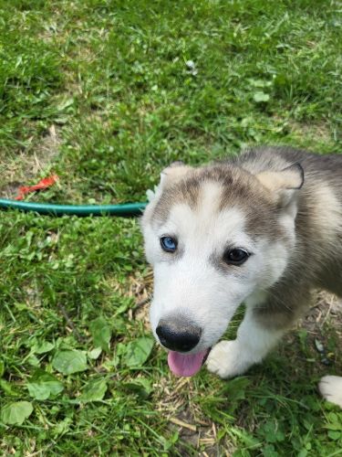 8 Siberian Husky Puppies