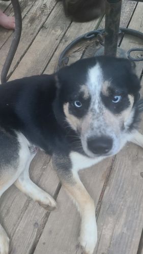 Husky mix for free with a relocation fee