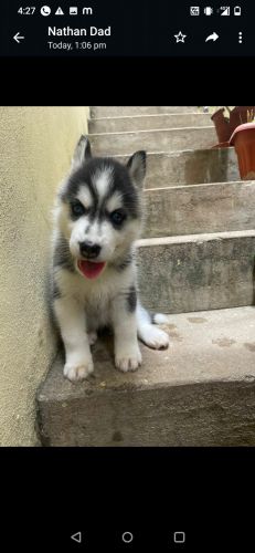 Husky puppies for sale