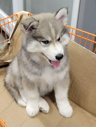 Siberian husky 10 week old male