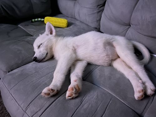 10 Week Old Female Husky