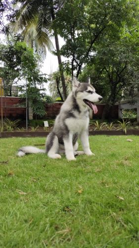 Male Siberian Husky