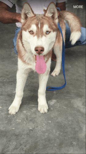 Buy my lovely and intelligent dog Husky