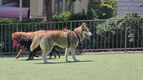Siberian Husky Puppies for sale in San Francisco, CA, USA. price: $200