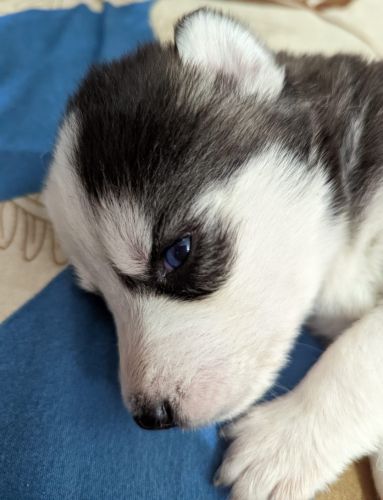 Siberian husky babies for sale