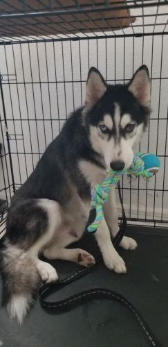 Siberian Husky Puppies for sale in Tampa, FL, USA. price: $550