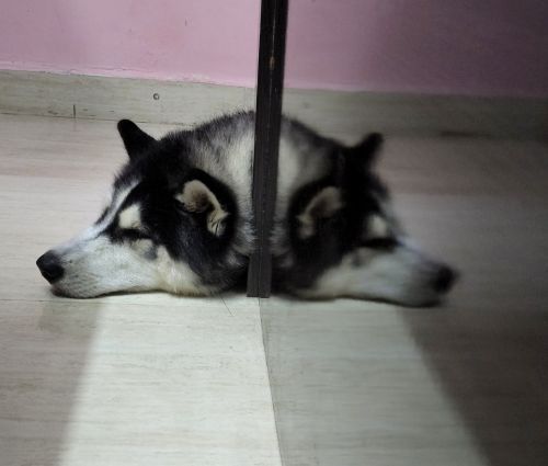 Siberian Husky 1yr old