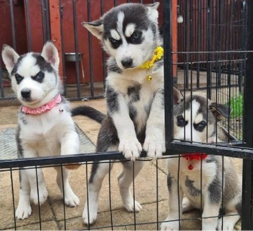 AKC Husky Puppies $850.