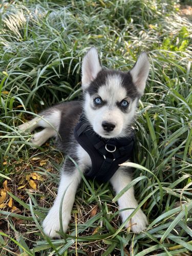 Siberian Husky Puppies for sale in Staten Island, NY 10308, USA. price: $999
