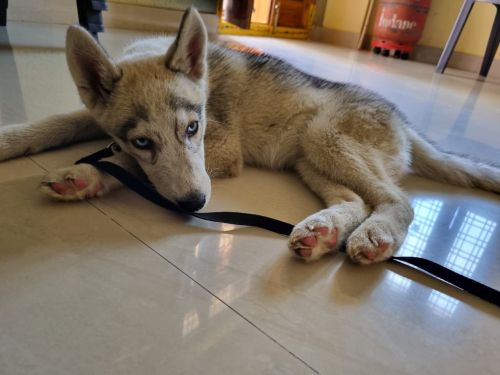 Siberian husky female blue eyes