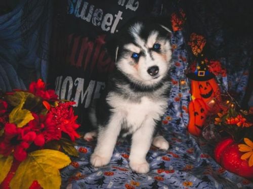 Siberian Husky Puppies for sale in Orlando, FL, USA. price: $1,500