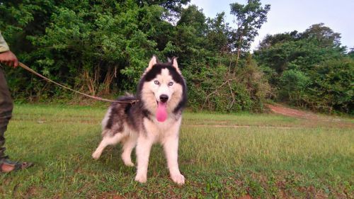 6 Siberian husky puppies for sale