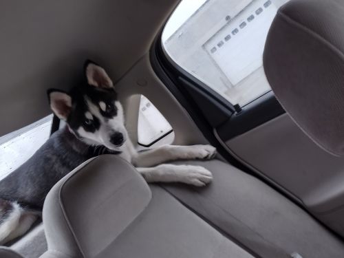 4 month sweet baby girl.