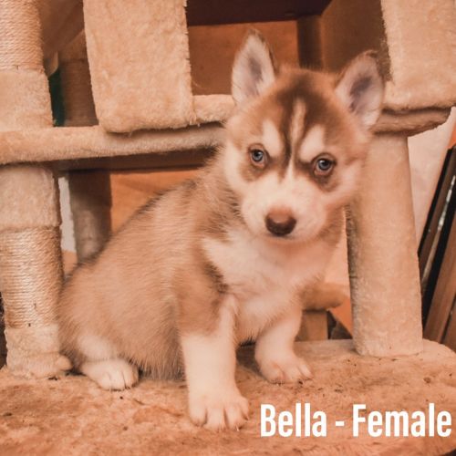 Siberian Husky Female Puppy