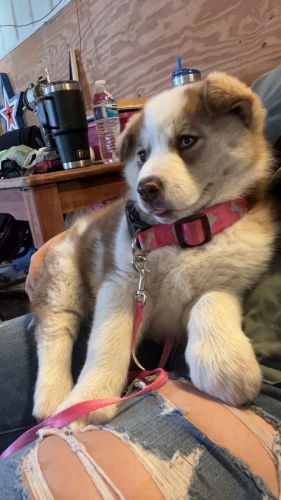 Female Husky 8 weeks old