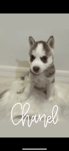 Siberian Husky Puppies for sale in Bartow, FL, USA. price: $800