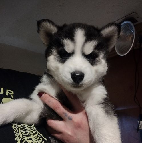 Siberian Husky Puppies for sale in Colorado Springs, CO, USA. price: $500