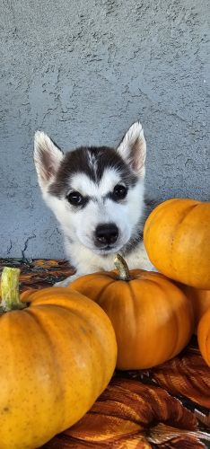 Siberian Husky Puppies
