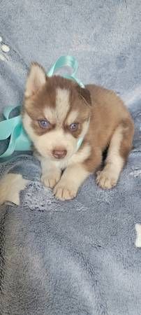 Siberian Husky Puppies for sale in New York, NY 10080, USA. price: $760