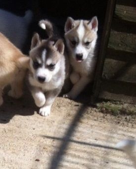 Siberian Husky Puppies