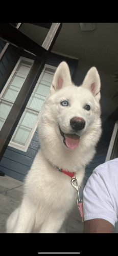 Siberian Husky Puppies for sale in Houston, TX, USA. price: $1,200