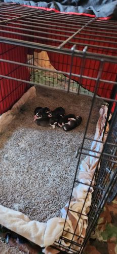 Purebred beautiful puppies for sale