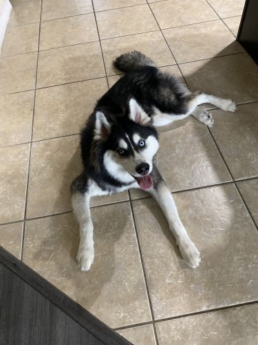 Siberian Husky Puppies for sale in Orlando, FL, USA. price: $200