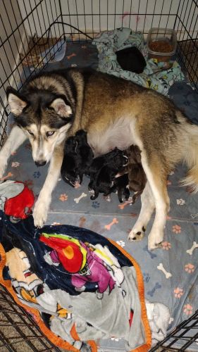 Siberian husky puppies