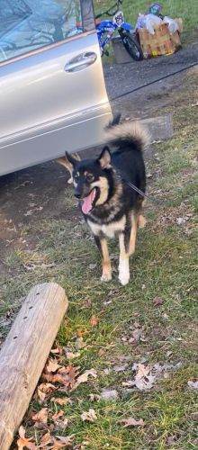 Siberian puppies for sale boy and girl