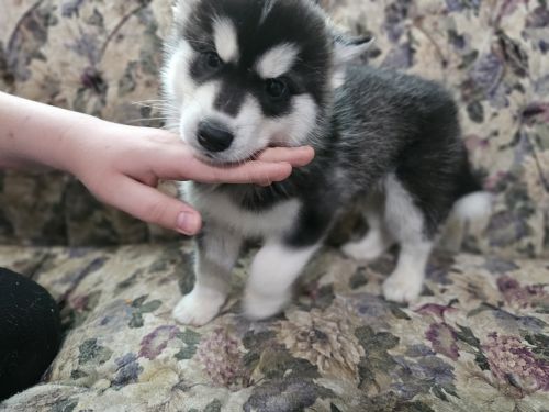 Pure bread Siberian Huskies