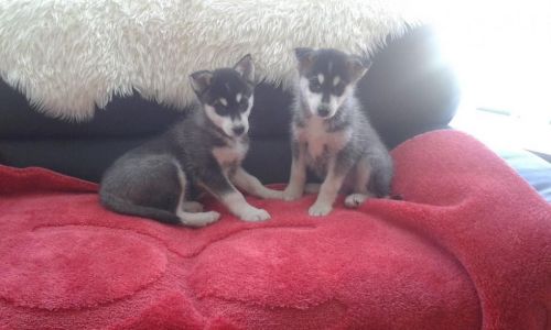 Stunning Siberian Husky Puppies