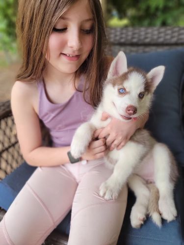 Siberian Husky Puppies for sale in Jacksonville, FL, USA. price: $1,000