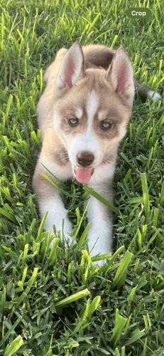 Siberian Husky Puppies for sale in Tampa, FL, USA. price: $950