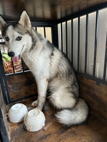 Rehome my Husky
