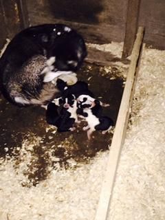 Siberian Husky Puppies