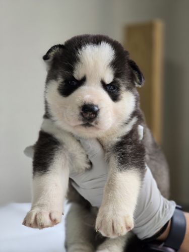 Malamute and sabirin husky